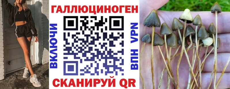 Псилоцибиновые грибы Cubensis  Купить где  Рошаль 